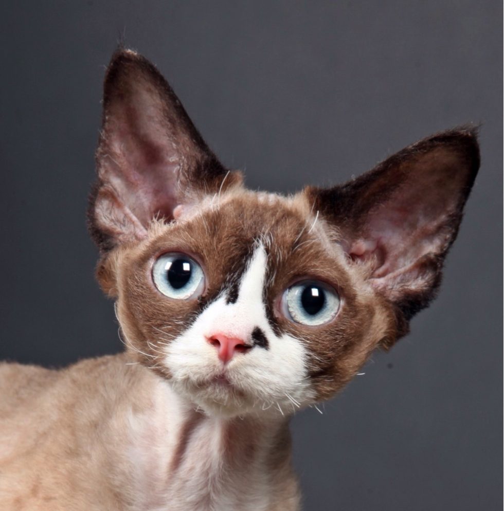 Devon Rex Cat Club Germany