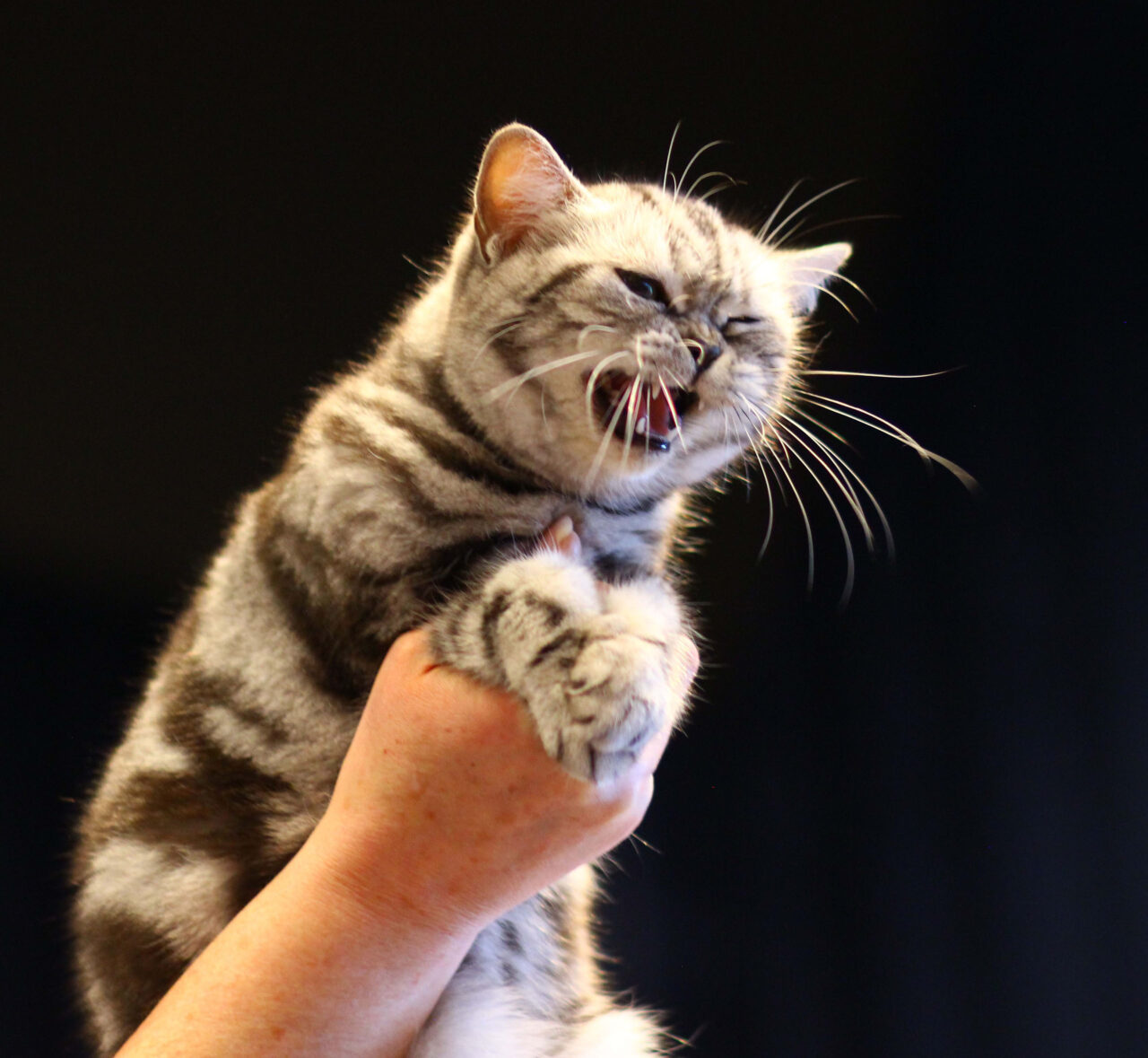 Cat Club Germany Cat Club Germany