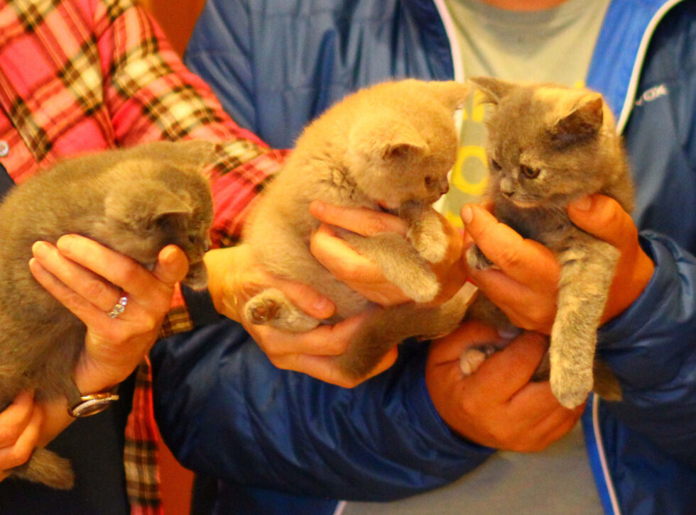 Cat Club Germany Cat Club Germany