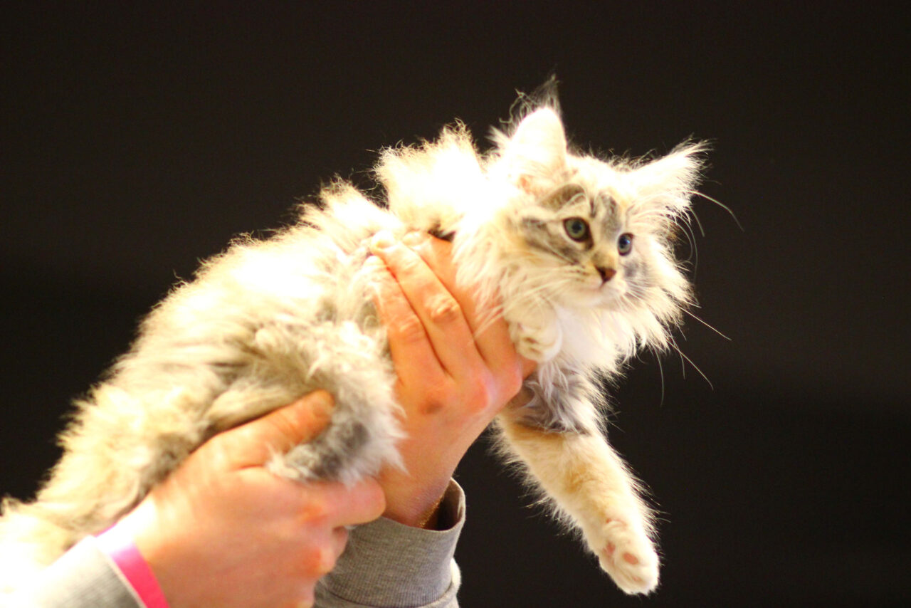 Cat Club Germany Cat Club Germany