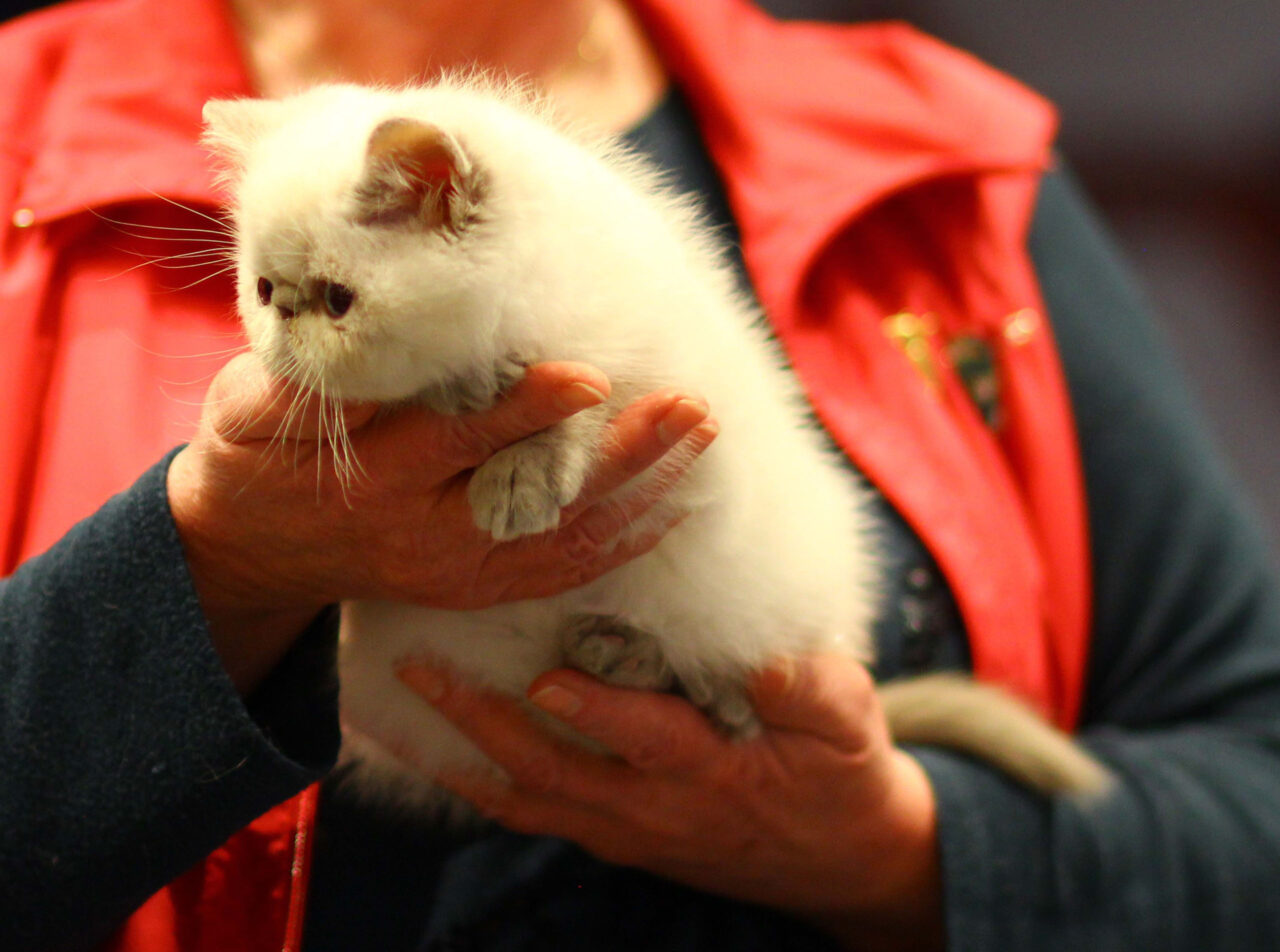 Cat Club Germany Cat Club Germany