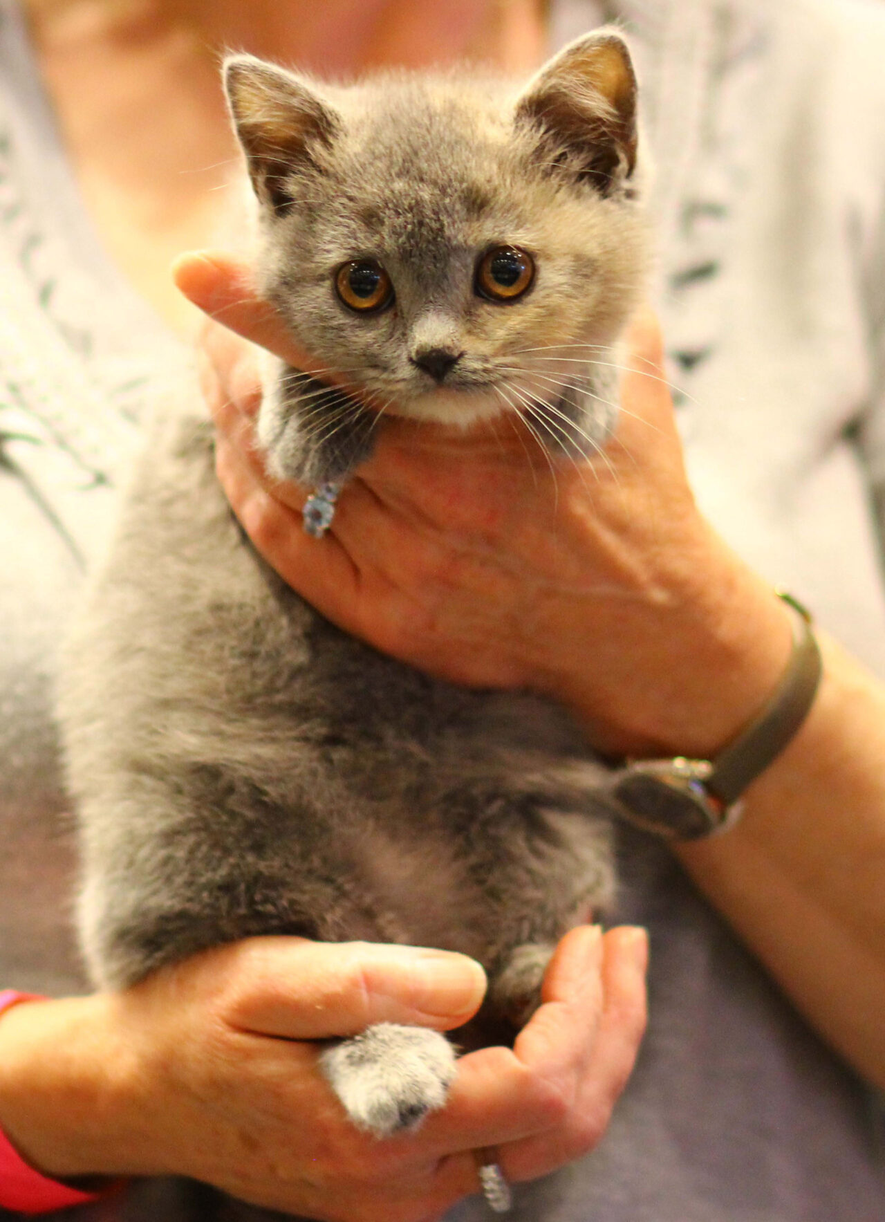 Cat Club Germany Cat Club Germany